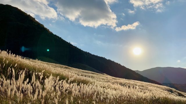 モンキー125とゆく旅 #10 仙石原すすき草原（神奈川県道75号湯河原箱根仙石原線）