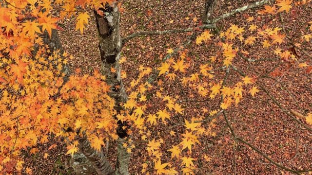 【極楽】山中湖温泉・紅富士の湯で紅葉とほうとうを堪能する