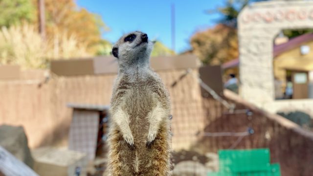 変わった動物いっぱい距離感近し！伊豆シャボテン動物公園は普通の動物園に飽きた人向き